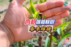 以桃树为砧木嫁接杏树，结出来的果子口感好、品相好！视频封面