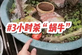 3小时“灭蜗牛”？方法简单，比茶籽麸好！视频封面