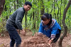 没有引火草了，去背点松毛来引火#新农人计划2023 #记录真实生活 #乡村守护人