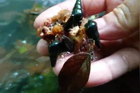 一种吃野果树叶的山坑螺你知道它美味吗？过来大哥带你去摸螺品螺