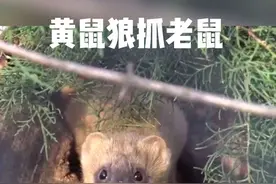 黄鼠狼：身边最常见，但是对他的误解那么的深。#黄鼠狼 #黄鼬 #黄大仙视频封面