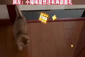 浙江：猫咪被关门外“破口大骂”，进门后秒变夹子音视频封面