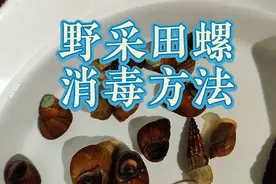 野采田螺放入鱼缸要消毒吗？鱼缸养野生石螺入缸除寄生虫细菌方法