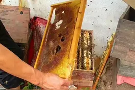 蜜蜂棉虫（巢虫）白头蛹怎么防治#养蜂技术分享 #养殖不易每天记录 #新农人计划2023视频封面