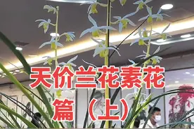 天价兰花素花篇（上）#兰花 #一花一草一世界 #精品兰花 #新农人计划2023 #直播视频封面
