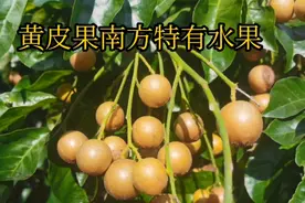南方特有水果，黄皮果，很多北方人都没吃过视频封面