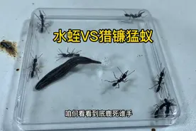 水蛭遇上猎镰猛蚁会发生什么！结局出乎意料！#害虫 #趣味实验