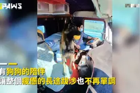 狗狗陪伴货车司机男主一起跑长途，成了不可或缺的好帮手视频封面