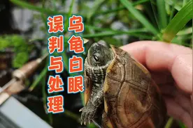 此白眼非彼白眼，几种容易被误判为乌龟白眼病的情况和处理方法视频封面
