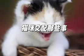猫咪交配冷知识视频封面