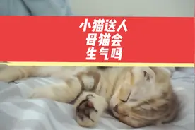 小猫送人母猫会生气吗？#宠物 #猫咪 #小猫咪 #养猫人 #萌宠猫咪视频封面