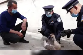 移民管理警察成功救助国家二级保护动物灰雁#最新消息 #资讯 #949交通广播 #949正能量 #救援 视频封面