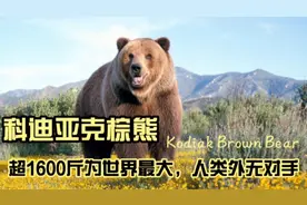棕熊老大哥科迪亚克棕熊，超1600斤为世界最大，人类外无对手