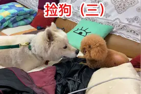 捡到萨摩耶狗狗后续第三集视频封面