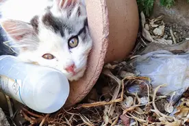 这只猫咪不小心掉进了厕所，被好心人捞上来了，现在不是我的喵了视频封面