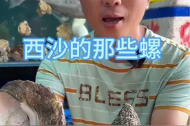 西沙野生螺视频封面