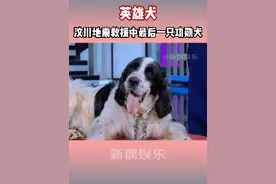 曾经的英雄犬，发现了百分之七十的幸存者，14年过去，它成了唯一还健在的功勋犬~  #汶川地震唯一健在的救援犬视频封面