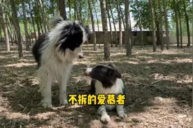 狗的审美是什么样的？我不理解#边牧 #傻狗的日常 #萌宠出道计划视频封面