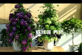 谈谈这几年我养护铁线莲的体会与经验视频封面