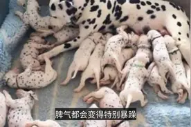 狗妈妈生完小狗时，为什么不给主人碰？原因有4点