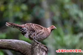 呆萌的白颈长尾雉 #聆听大自然  ##人与自然和谐共处 #鸟类摄影视频封面