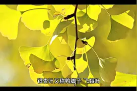 银杏叶功效和作用视频封面