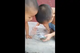 4岁小宝早上在家里发现一只螃蟹    哥哥把它装在金鱼缸里天视频封面