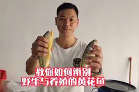 教你如何辨别野生与养殖的黄花鱼#汕尾马宫渔港#汕尾海鲜