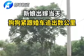 新娘家狗狗追随婚车数公里，新郎：以前接女方从未追过，唯独结婚这次  #结婚  #感动  #狗狗视频封面