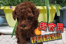 超详细小狗定点上厕所教程新手铲屎官必看#泰迪#上厕所#萌宠视频封面