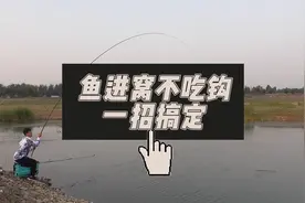 野钓鲤鱼进窝后不吃钩？注意这三点细节，滑口鲤鱼一钓一个准！视频封面