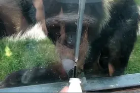 猩猩自带吸管喝游客的饮料，怕饲养员发现会自己藏吸管视频封面