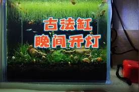 鱼缸灯白天开还是晚上开？古法生态鱼缸，晚上开灯早上关灯更实用视频封面