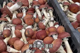 这个季节蓝莓特别便宜，征求蓝莓的储存方法，松茸菌也便宜