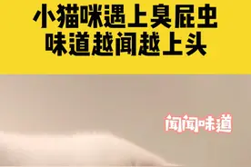 9月6日浙江杭州，小猫咪遇上臭屁虫，这味道越闻越上头视频封面