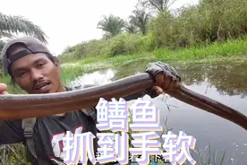 效率最高的捕捉鳝鱼方法！大家爱了吗？#抓黄鳝 #野生黄鳝 #黄鳝