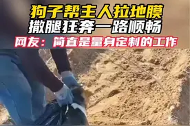 #狗子帮主人拉地膜 撒腿狂奔一路顺畅#这操作也是没谁了😂😂 #田间地头 #这是高手视频封面
