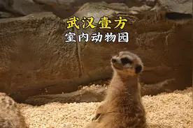武汉暑期遛娃好去处#武汉壹方zoolung大型室内动物园视频封面