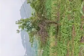 也曾想过就此结束，不再为你午夜痛苦视频封面