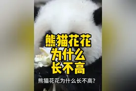 熊猫花花为什么长不高？#熊猫 #花花 #大熊猫和花 #国宝 #美国视频封面