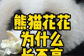 熊猫花花为什么长不高？#熊猫 #花花 #大熊猫和花 #国宝 #美国视频封面