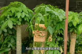 发财树如何“起死回生”？盆栽植物发财树养殖方法@抖音小助手视频封面
