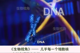 #细胞 #DNA #生物 一个细胞的核心是细胞核，而在细胞核中心又蕴藏着生命的说明书——DNA视频封面