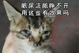 猫咪流脓可以用这些视频封面
