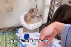 土拨鼠智商高、互动性强视频封面