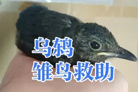 捡到乌鸫幼鸟怎么办？坠地受伤乌鸫雏鸟救助教程，百舌鸟雏鸟饲养视频封面