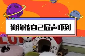 被自己屁声吓到的狗勾，这麦克风不能要了 #沙雕  #搞笑  #比熊视频封面