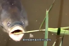 很多人都知道草鱼喜欢吃草，但是你知道它喜欢吃什么草吗？视频封面