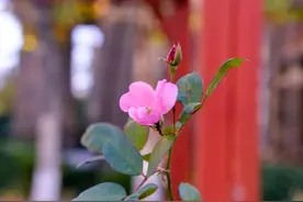 河洛大鼓《要女婿+老翁观花》段界平  很喜欢这段唱视频封面