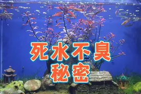 有过滤也不是活水！古法生态鱼缸养鱼，死水不臭的秘密和净水原理视频封面
